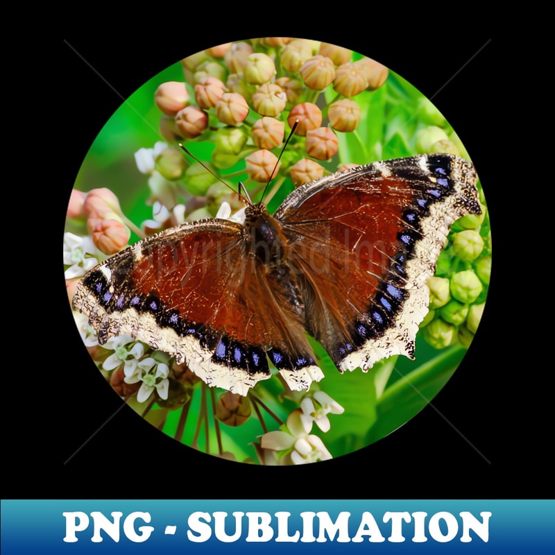 IA-6902_Mourning Cloak Butterfly Photograph 5364.jpg