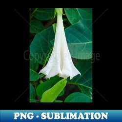 Shy Datura Flower Photograph - Sublimation-Ready PNG File - Capture Imagination with Every Detail