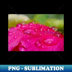 Raindrops on Petals Flower Photography - Retro PNG Sublimation Digital Download - Unlock Vibrant Sublimation Designs