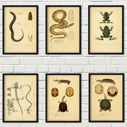 amphibian reptile creature textbook illustration vintage kraft paper style canvas poster turtle snake frog lizard poster