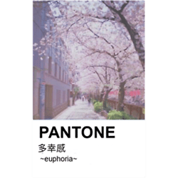 pantone aesthetic japanese cherry blossoms long