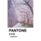 PANTONE aesthetic Japanese cherry blossoms Long .png
