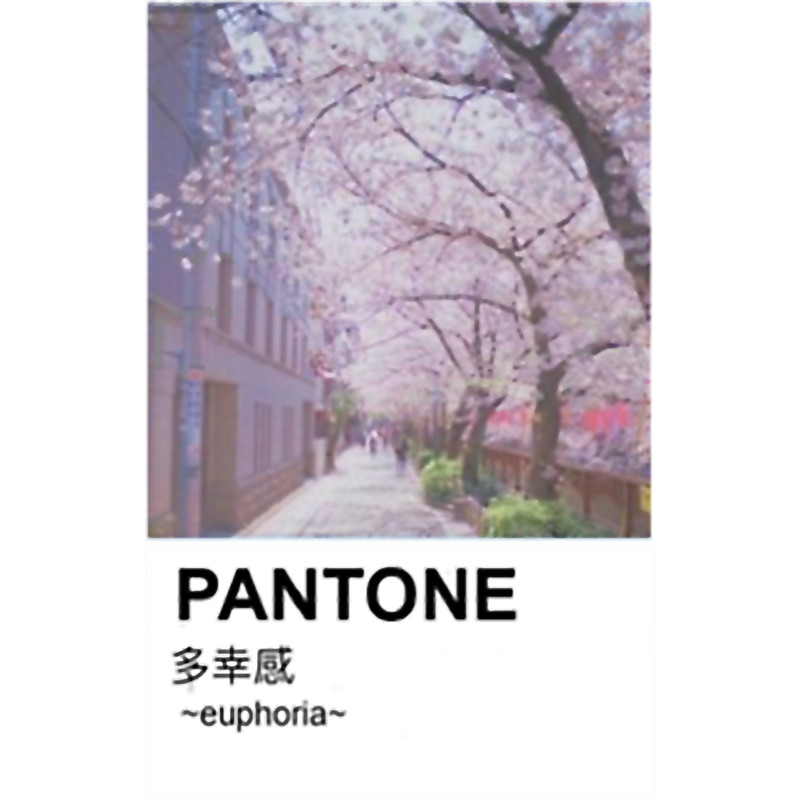 PANTONE aesthetic Japanese cherry blossoms Long .png