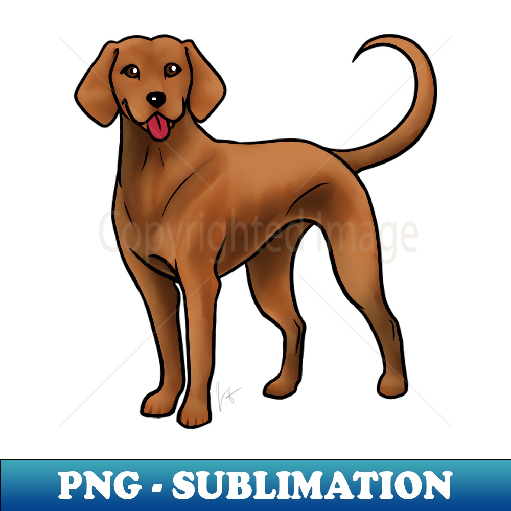 CS-12213_Dog - Redbone Coonhound - Red 7643.jpg