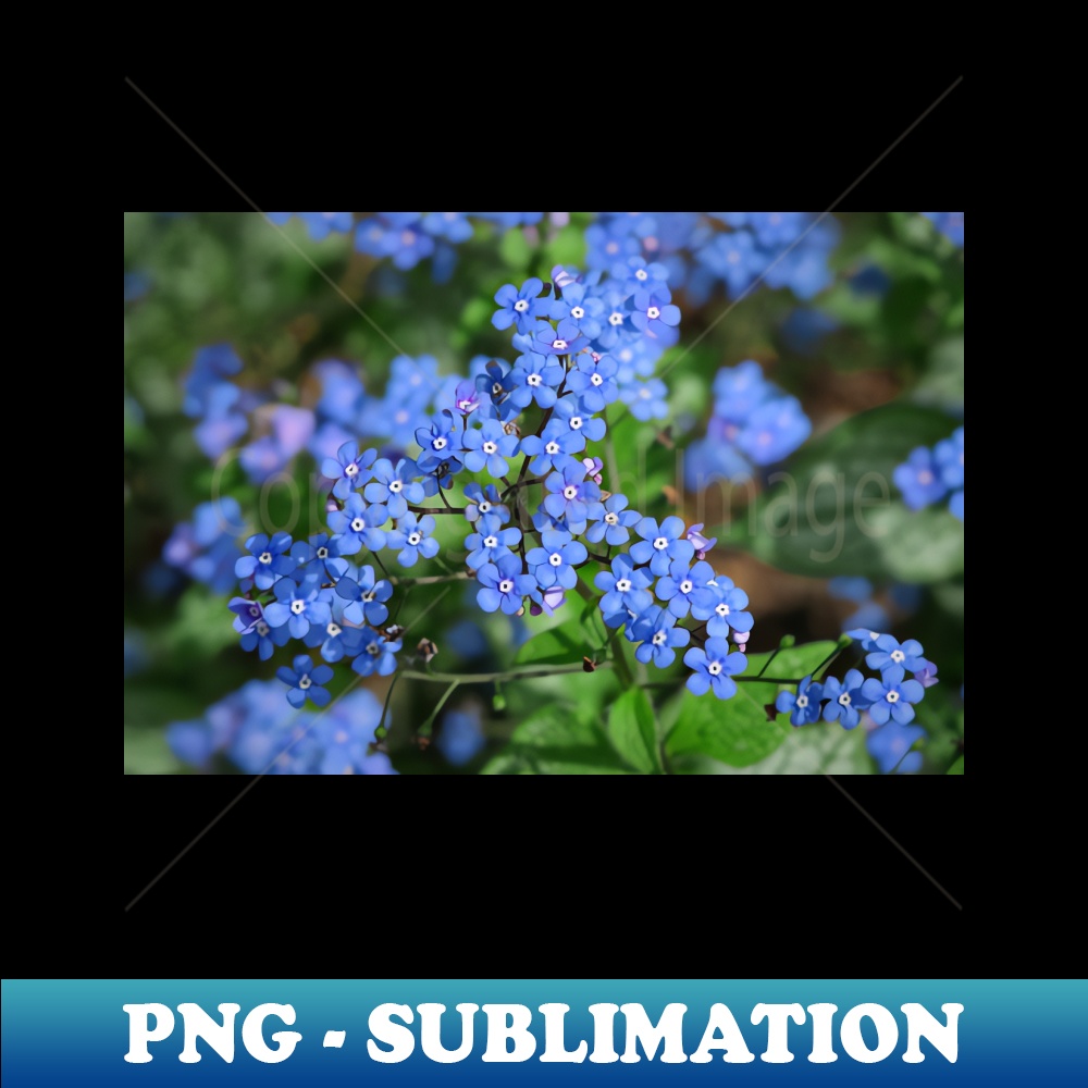 CT-15390_Forget-me-nots Myosotis 5858.jpg