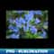 CT-15390_Forget-me-nots Myosotis 5858.jpg