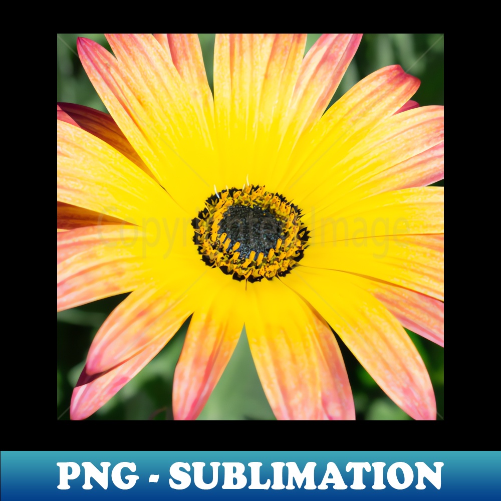 DG-43621_Vibrant Yellow Pink Gerber Daisy 6356.jpg