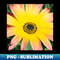 DG-43621_Vibrant Yellow Pink Gerber Daisy 6356.jpg