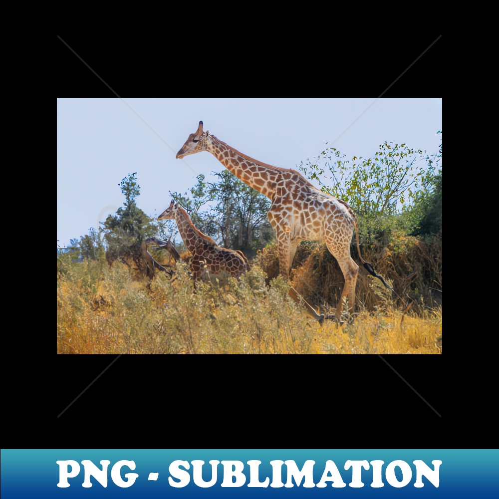 YA-27936_Mom and baby giraffe in Botswana Africa 5191.jpg