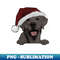 YC-7298_Charcoal Lab with Santa hat 6184.jpg