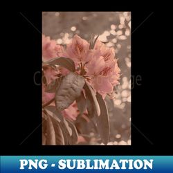 Cherry Blossom Aesthetic Photograph Design - Sublimation-Ready PNG File - Perfect for Creative Projects
