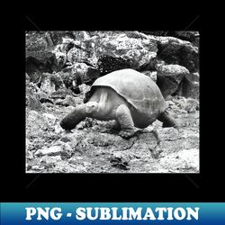 vintage photo of galapagos tortoise - PNG Transparent Sublimation Design - Vibrant and Eye-Catching Typography