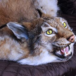 eurasian lynx-taxidermy mat