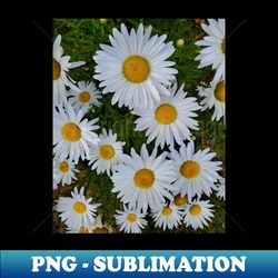 White Flower Photography My - Premium PNG Sublimation File - Spice Up Your Sublimation Projects