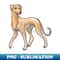 NM-7368_Dog - Saluki - Smooth Coated Fawn 9435.jpg