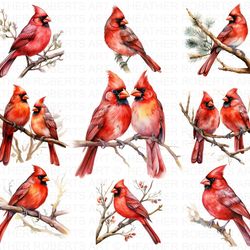 watercolor red cardinal clipart , memorial, cardinal clipart, remembrance png,digital paper clipart,watercolor illustrat