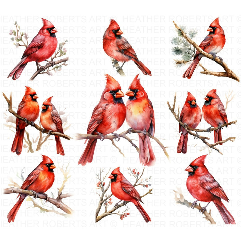 Watercolor Red Cardinal Clipart , Memorial, Cardinal Clipart, Remembrance PNG,Digital Paper Clipart,Watercolor Illustration,Instant Download.jpg