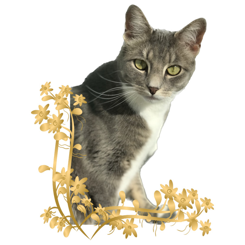 Cat Miaw Photographie Real Cat.png