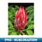 NR-35007_Protea 2258.jpg