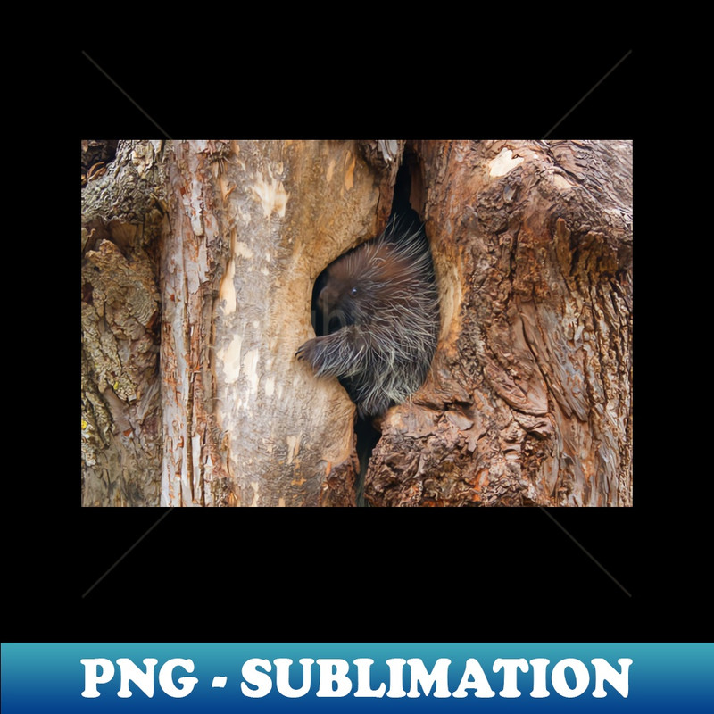 AU-3275_Baby Porcupine 4648.jpg