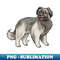 BC-11599_Dog - Pyrenean Shepherd - Gray 9575.jpg