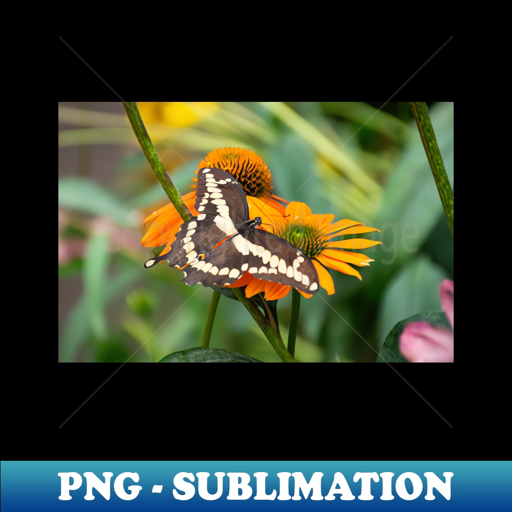 EE-5812_Brown and Cream Swallowtail Butterfly on Orange Coneflower 7642.jpg