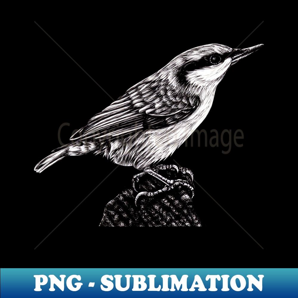 FL-13075_Eurasian nuthatch illustration 3257.jpg