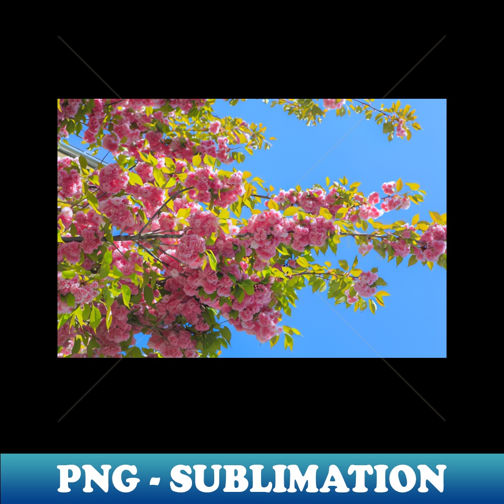 GK-23434_Lovely pink cherry tree flowers in full bloom in a public park 8257.jpg