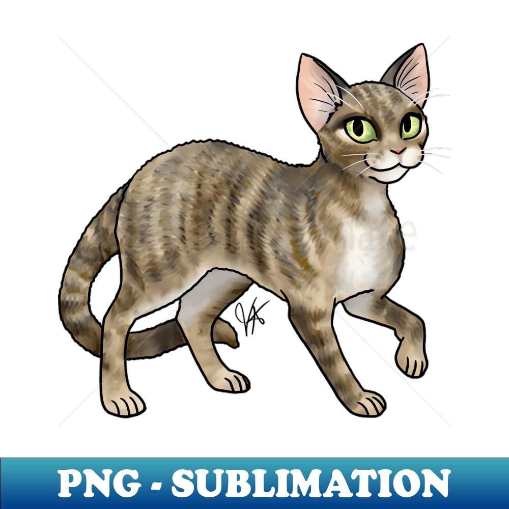 HE-6808_Cat - Devon Rex - Tabby 3603.jpg