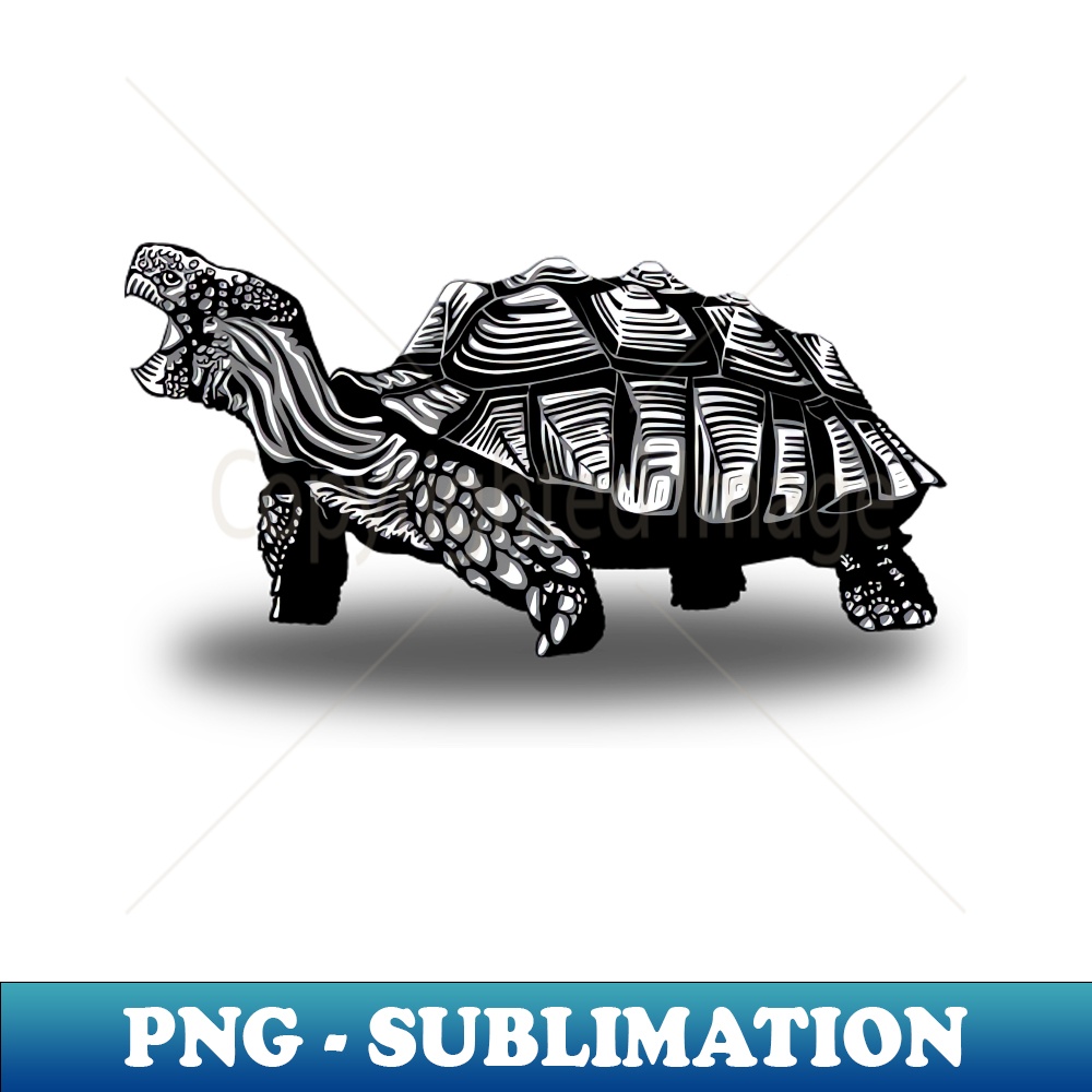 HH-36897_Tortoise 8644.jpg