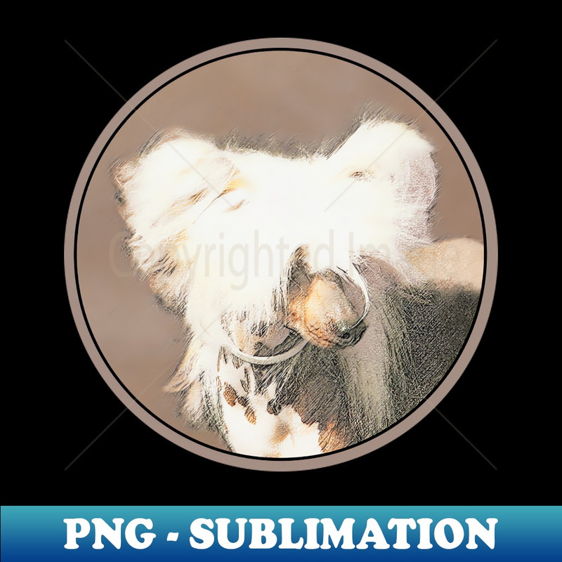 HJ-7479_Chinese Crested Hairless 4779.jpg