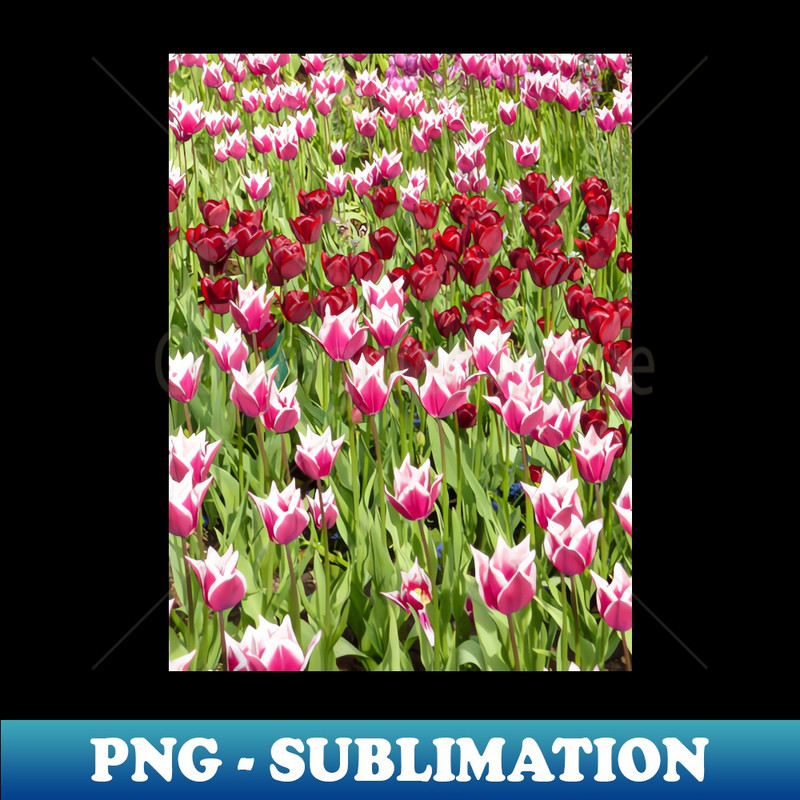 HM-28180_Pink Maroon Tulips Keukenhof Tulip Festival Holland 4894.jpg