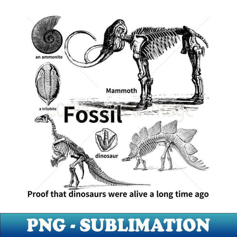 HS-14364_fossil Proof that dinosaurs were alive a long time ago dinosaur an ammonite a trilobite 9342.jpg