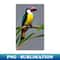 HX-36942_toucan art 8597.jpg