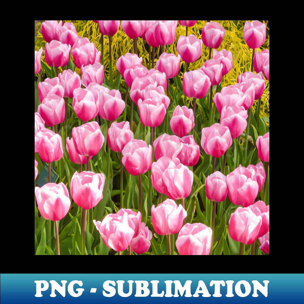 IF-28264_Pink Tulips 7521.jpg
