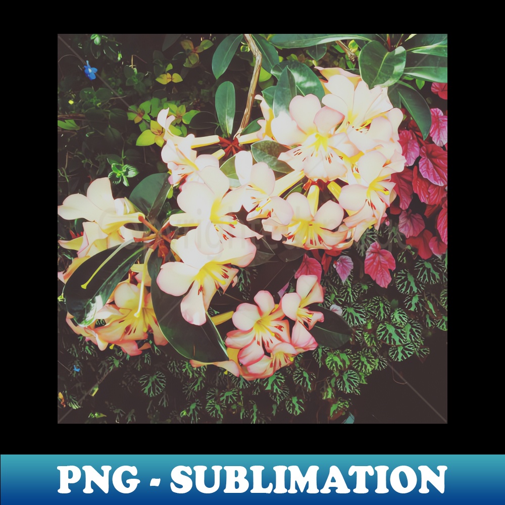 IU-28850_Pretty White Flowers 1232.jpg