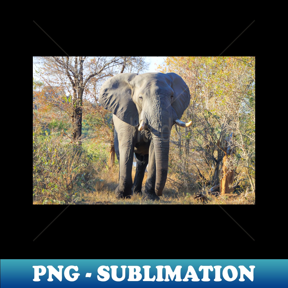 JC-1421_African Elephant Up Close 3580.jpg