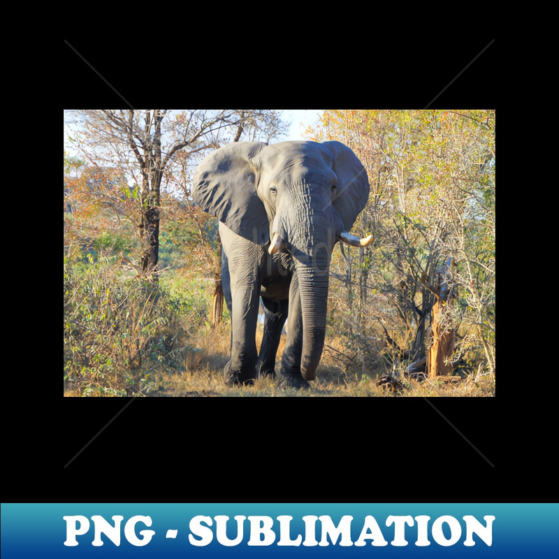 JC-1421_African Elephant Up Close 3580.jpg