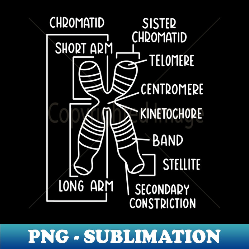 JD-17013_Hand Drawn Chromosome Labeled White 7624.jpg
