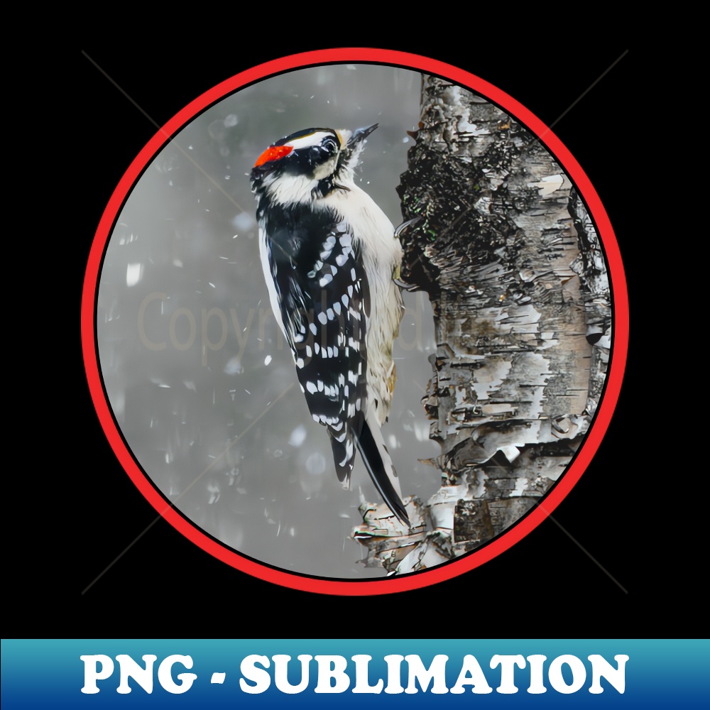 KG-11983_Downy Woodpecker in Snow Photograph 1756.jpg