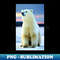 KG-28530_polar bear 7684.jpg