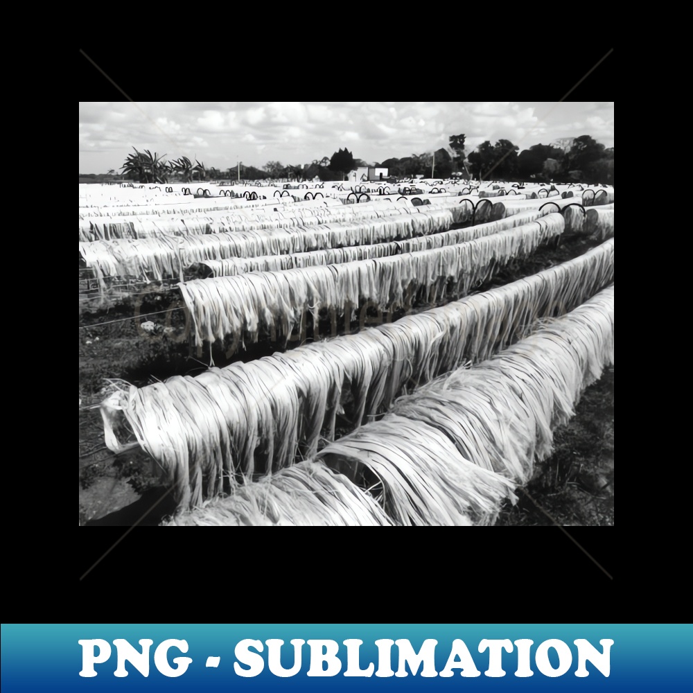 KJ-38384_vintage photo of drying sisal 9017.jpg