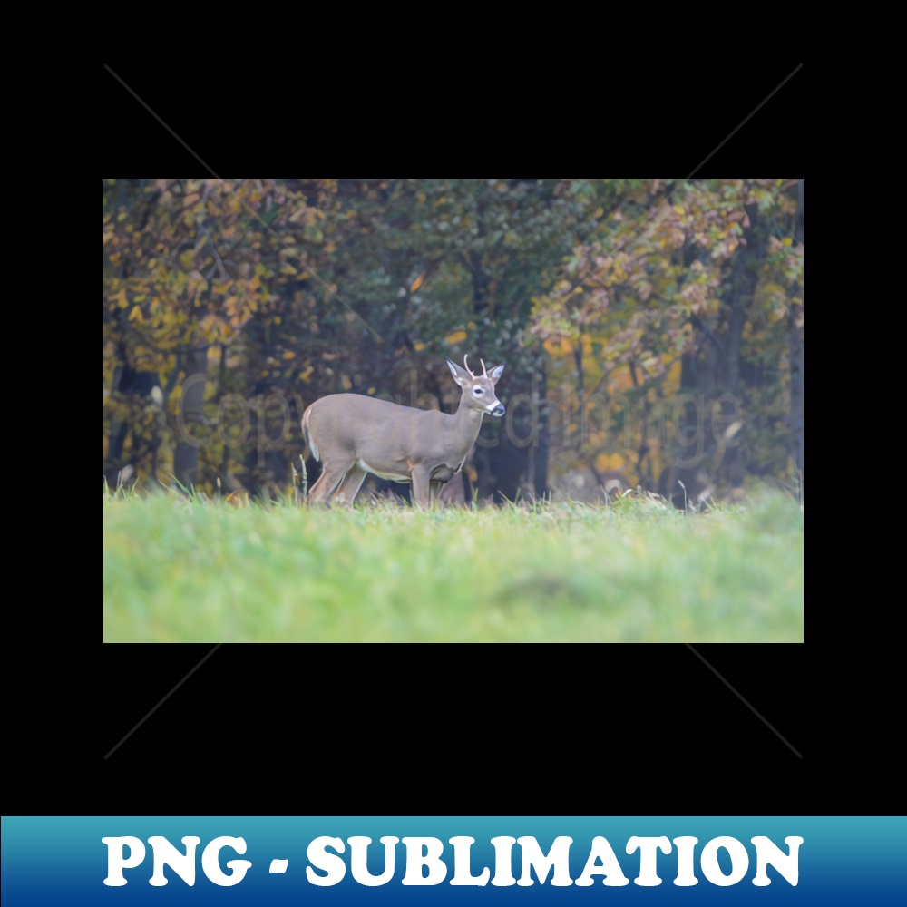 KO-39435_White Tailed Deer 2106.jpg