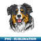 KS-3040_Australian Shepherd 2355.jpg