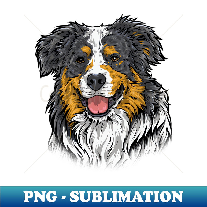 KS-3040_Australian Shepherd 2355.jpg