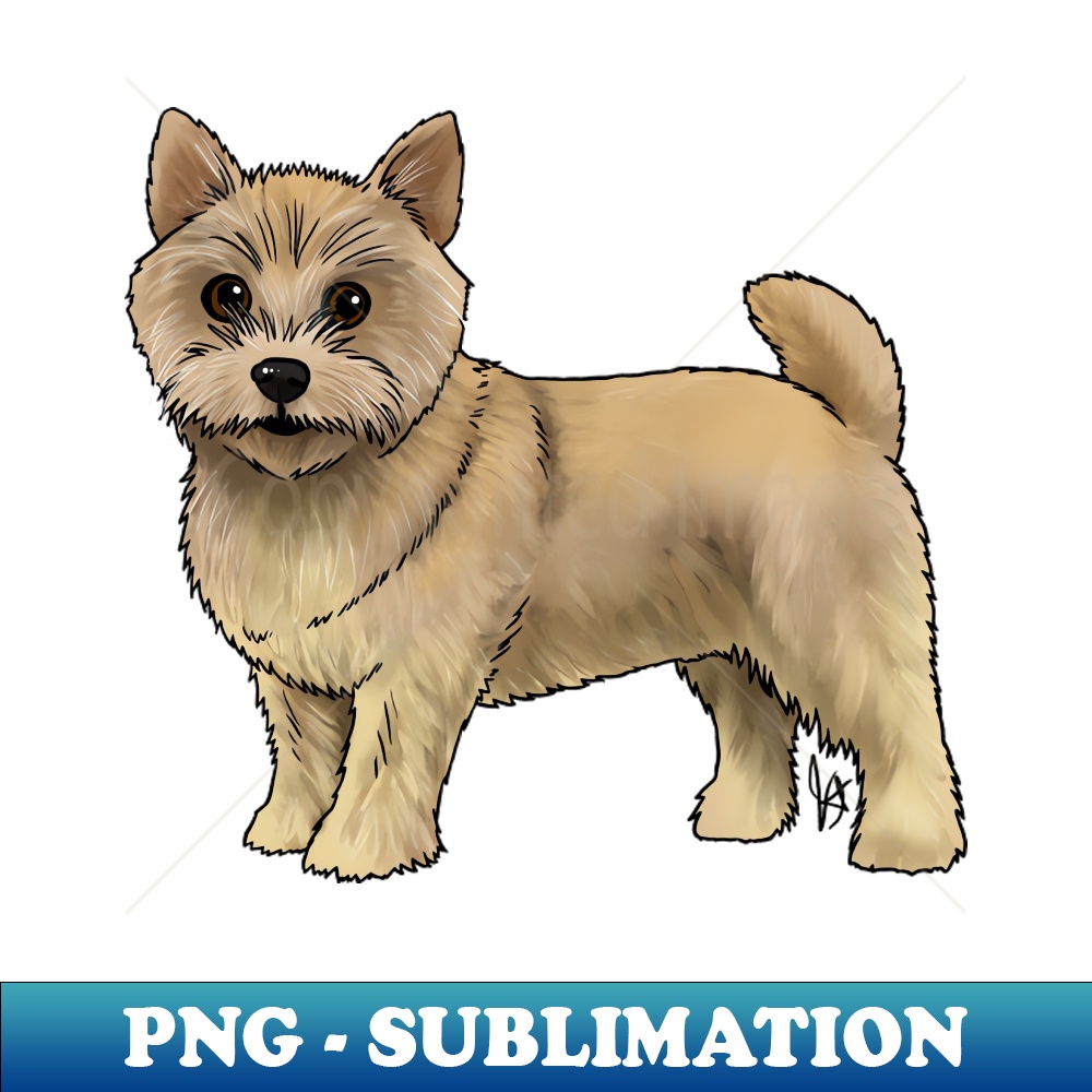 LT-11581_Dog - Norwich Terrier - Wheaten 2023.jpg