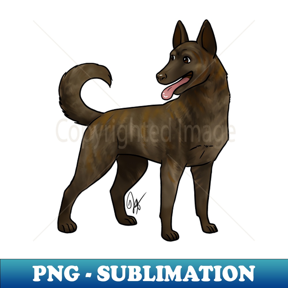 MB-11534_Dog - Dutch Shepherd - Short Haired 3262.jpg