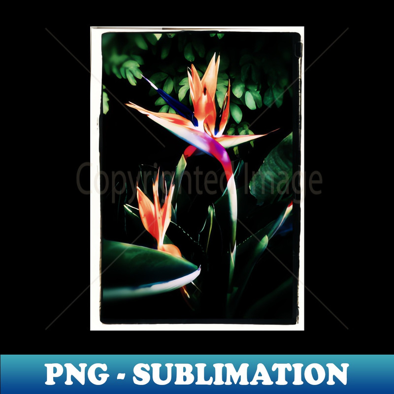 MI-4629_Bird of Paradise 4237.jpg