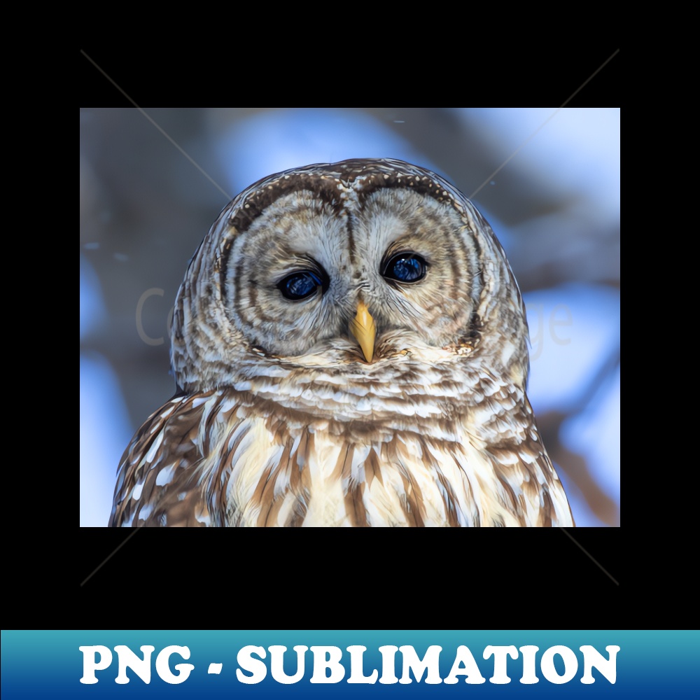 MX-3559_Barred Owl 2349.jpg