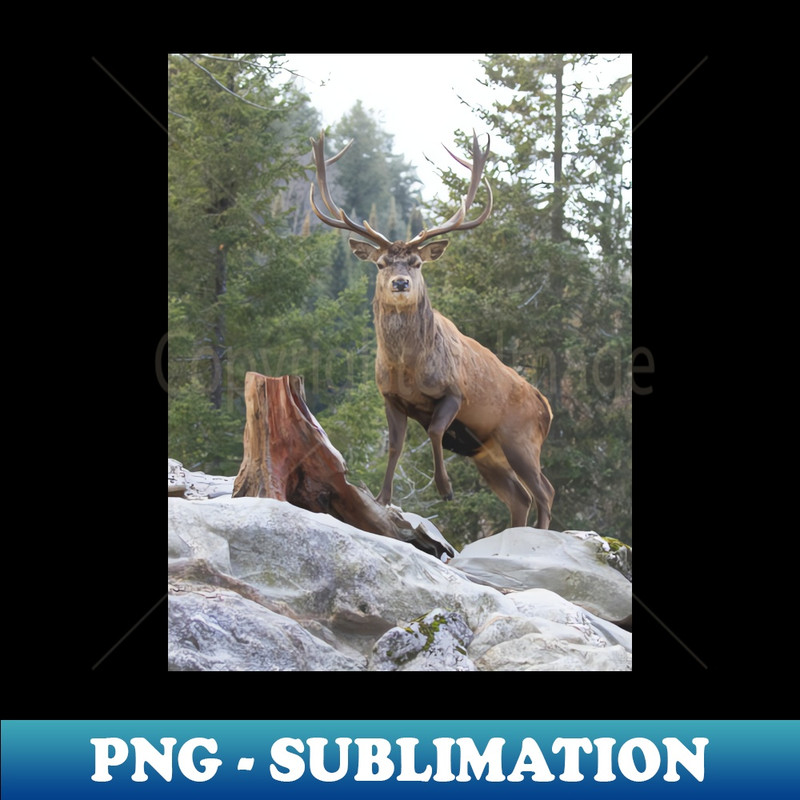 NV-29904_Red Deer Stag 4096.jpg